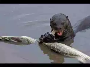 Video: TOP 10 Terrifying Creatures Of The Amazon River || Most Deadliest Amazon Creatures